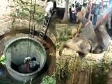 Dierenarts Prakash probeert olifant uit metersdiepe put te halen