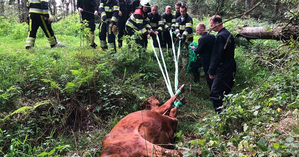 Koe met zwaar materieel uit sloot gered in buitengebied Liempde