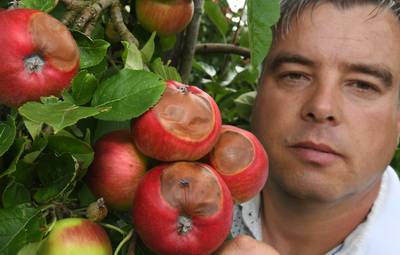 Drama voor fruittelers: hittegolf bezorgt appels en peren ‘zonnesteek’