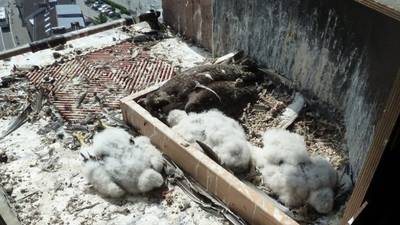 Mysterieuze valkenmoord Duitsland: Natuurbescherming razend na staken onderzoek