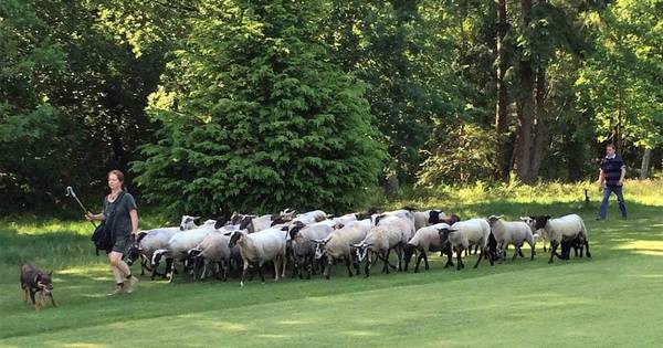 In Emmelerbos gaan schapen grazen | Noordoostpolder - De Stentor