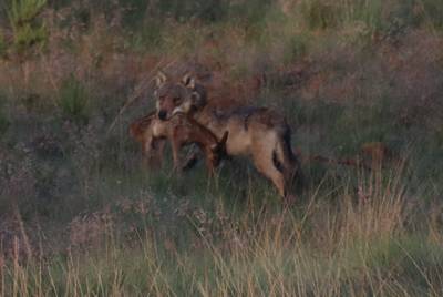 Tientallen wandelaars beboet tijdens zoektocht naar wolf op de Veluwe