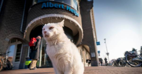 Albert Heijn Kat Pasja Is Onderwerp Van Gesprek In Elst
