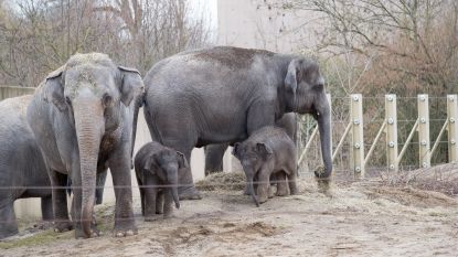 Olifantenbaby's Planckendael voor de eerste keer buiten