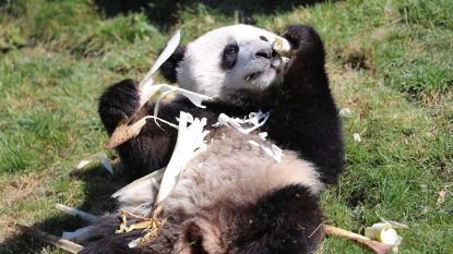 Belgische onderzoekers krikken voortplantingskansen panda's op