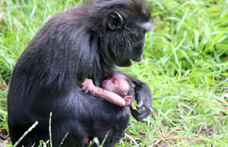 Zwarte kuifmakaak geboren in Artis