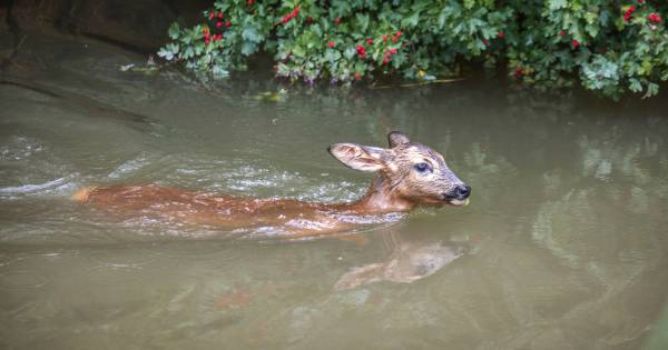 Help, er verdrinkt weer een ree in Daarlerveen: 'De gevaarlijkste plaats in het kanaal' - De Stentor