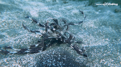 Duiker ontdekt bizar dier op zeebodem