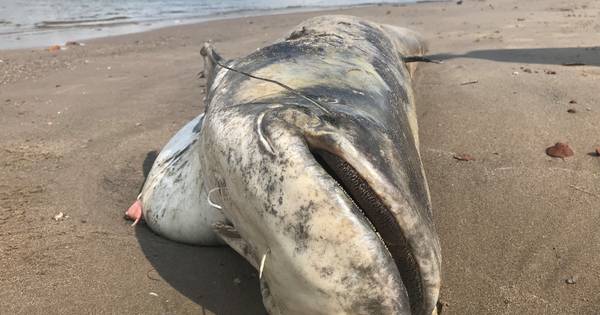 Monsterlijke meerval strandt bij uiterwaarden in Deest | Binnenland - BD.nl