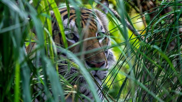 Thailand's Wild Cats