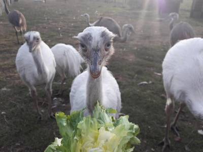 Alex kan maar kort genieten van zijn kleine struisvogels: dieven slaan 's nachts toe