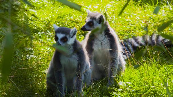 Het Echte Leven in de ZOO NL