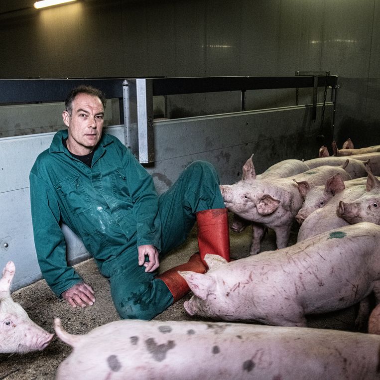 'Niet alle varkens in Nederland kunnen naar buiten. Daarvoor is er te weinig grond' - Trouw