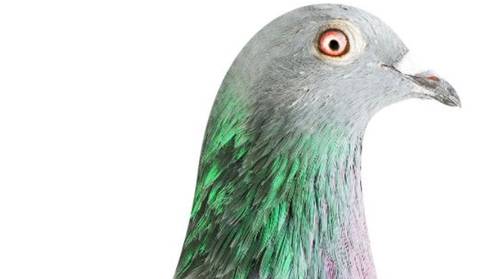 Het leven van de duurste duif ooit: privébewaking en nooit meer buiten vliegen