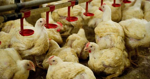 Sibculose pluimveehouder hoopt op spoedig protocol voor eieren uit onbehandelde stal - De Stentor