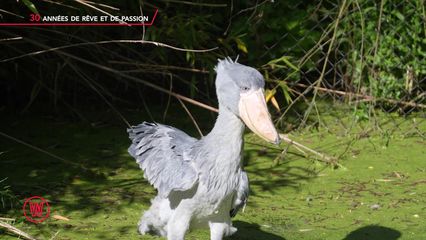 17. Beal International