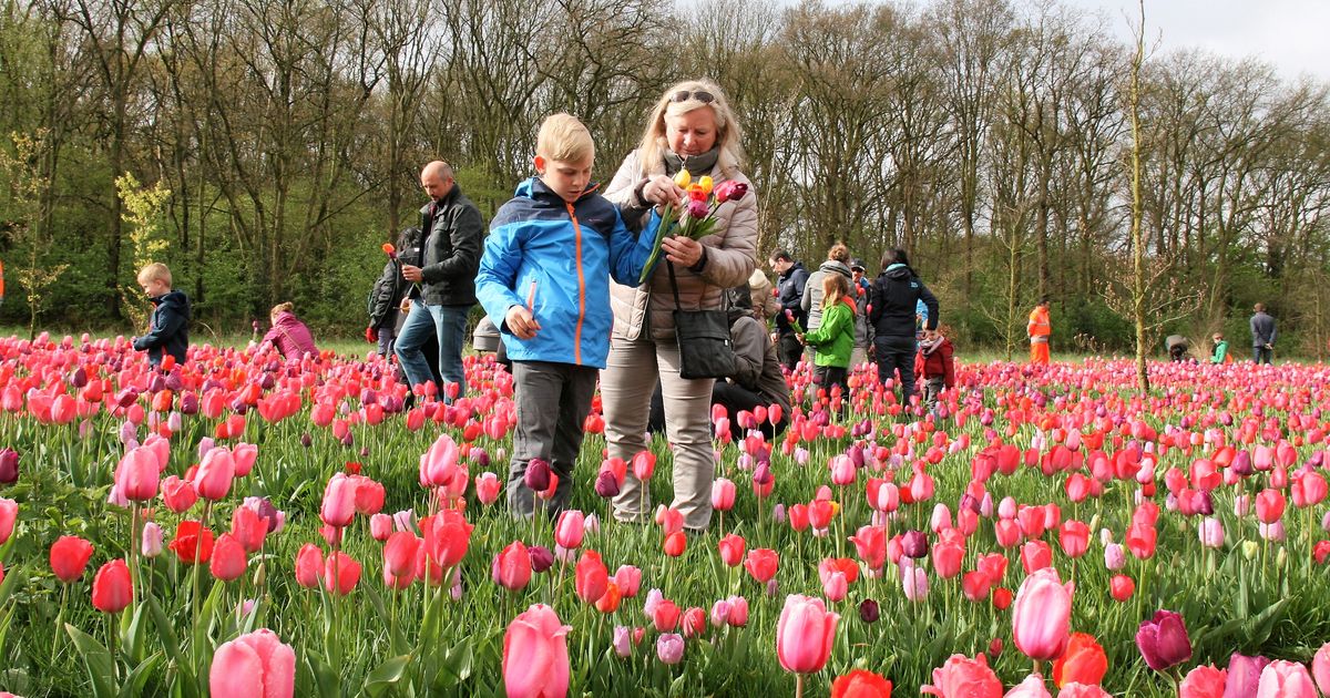 170.000 tulpenbollen gaan in de grond voor Tulpenpluk BerendrechtZandvlietLillo Regio