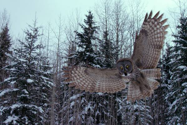 Canada: Surviving the Wild North