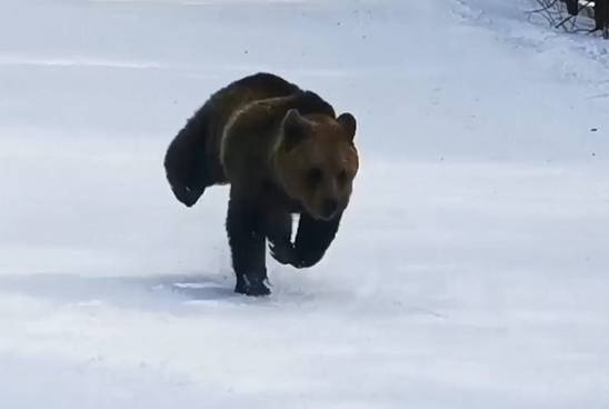 Beer zet achtervolging in op groepje skiërs