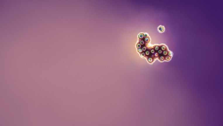 Kind braakt alleen s nachts virus