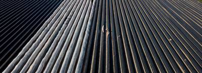 Aspergeseizoen is op zijn hoogtepunt: aanpoten voor stekers en telers