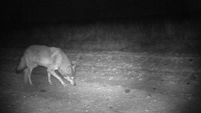 Belgische wolvenexperts: jagers doodden wolf Naya en haar welpen