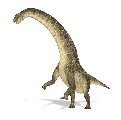 Paleontologen ontdekken fossielen van mogelijks grootste dier ooit