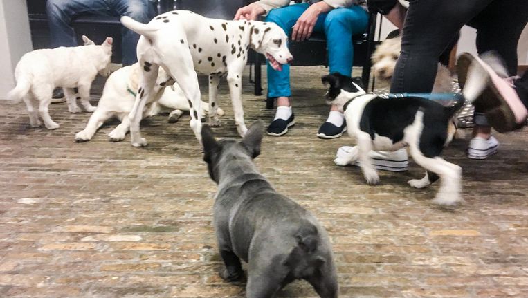 Puppyknuffelen Bij De Uva Vooral Voor De Honden Leuk Het Parool