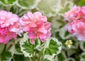 Met deze plantjes houd je muggen op afstand
