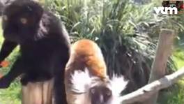 Hoe gaat men in dierenpark Planckendael om met COVID-19?