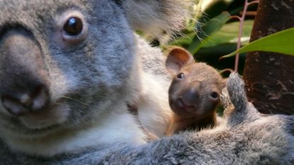 Babykoala komt voor het eerst piepen in Antwerpse zoo