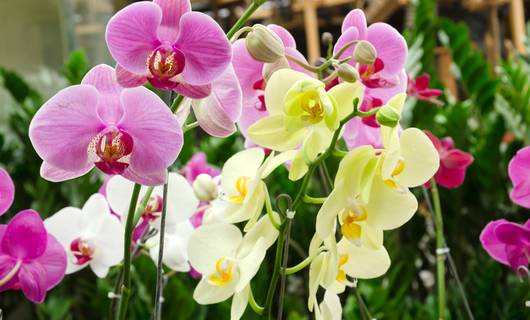 Is je orchidee uitgebloeid? Zo wek je hem weer tot leven