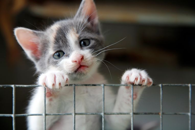 Niets zo vervelend als katten die jouw tuin als kattenbak gebruiken. Of het nu je eigen dieren zijn of die van de buren, hoe beperk je de schade? Want niemand wil uitwerpselen in zijn moestuin of geplette jonge plantjes omdat katlief daar net zo graag ligt te zonnen. Onze tuinexperte geeft tips om katten uit je tuin te houden. Welke middeltjes helpen echt? 
