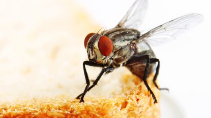 Waarom je nooit mag eten van iets waar een vlieg op heeft gezeten