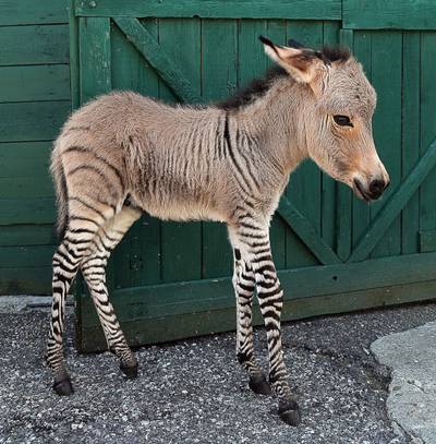 Dit kan er gebeuren als je een zebra en een ezel in dezelfde wei zet
