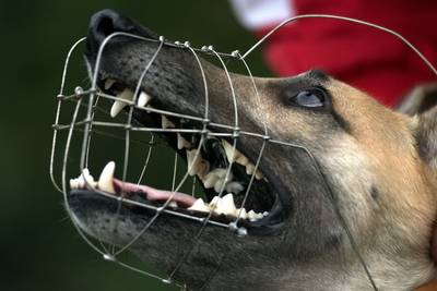 ‘Waalbrugbijter’ Sito moet een muilkorf om