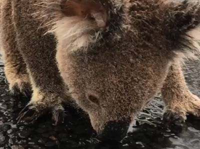 Assoiffé, un koala passe de flaque en flaque pour s'abreuver: “Soyez prudent sur les routes”