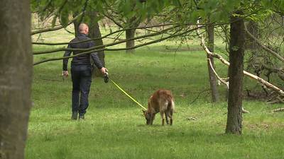 Waarom moest oma Diny dood? ‘Ze doet geen vlieg kwaad’