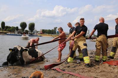 Badgasten en brandweer redden koe die vast zit in zand bij het Looveer