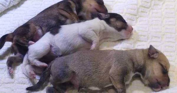 Three puppies left in a child’s backpack: ‘The umbilical cord was still attached’ |  Deventer