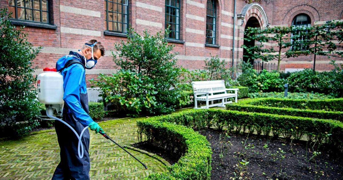 Zelfs Stadhuistuin Niet Veilig Voor Buxusrups Rotterdam Ad Nl