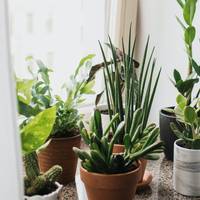 Dit is waarom melk goed is voor je kamerplanten