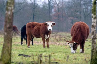 Tachtig vrijwilligers zitten achter ossen aan bij Wolfheze