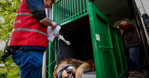 Leeuwen uit 'slechtste dierentuin Europa' onderweg naar Nederland - AD.nl