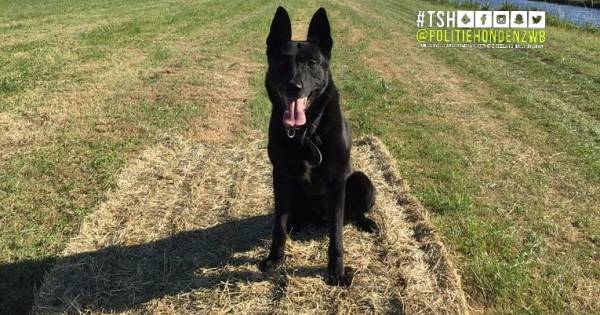 Inbreker verstopt zich in maisveld in Molenschot, politiehond is hem te snel af