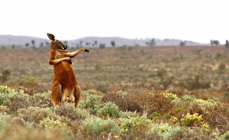 Comedy Wildlife Photography Awards.