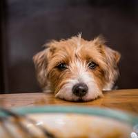Vertoont je hond ongewenst gedrag? Probeer deze tips van een expert
