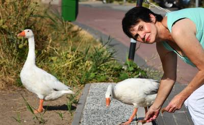 Gedumpte ganzen verhuisd naar boerderij in Lunteren