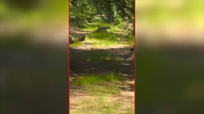 'Na de wolf komt ook de goudjakhals hier wonen'