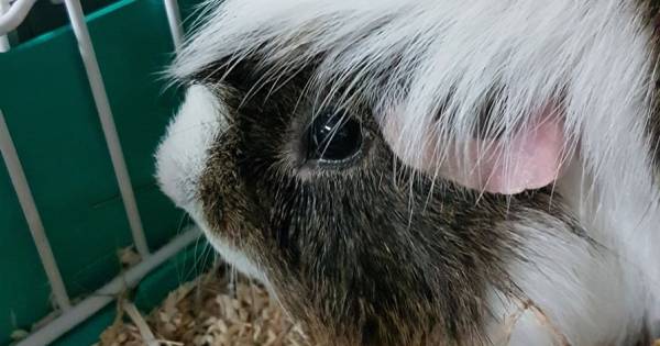 Vier ondervoede cavia's in plastic zak gedumpt in Helmond.